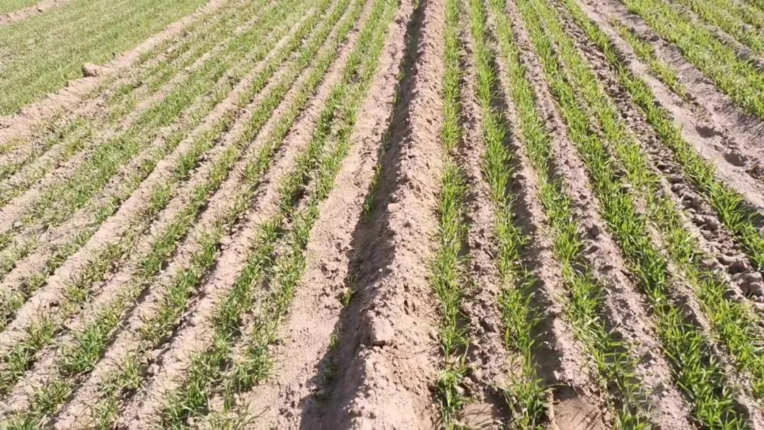 確保麥苗安全越冬，是今年冬小麥管理的重點