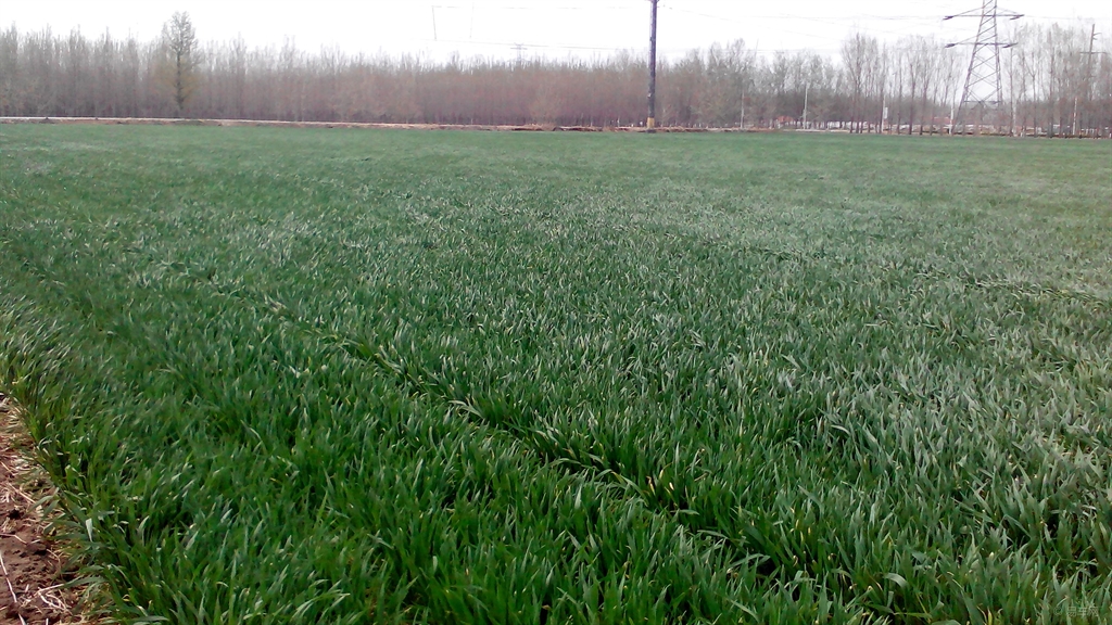 看完這邊文章，讓你了解什么是植物防凍劑，到底有沒有用