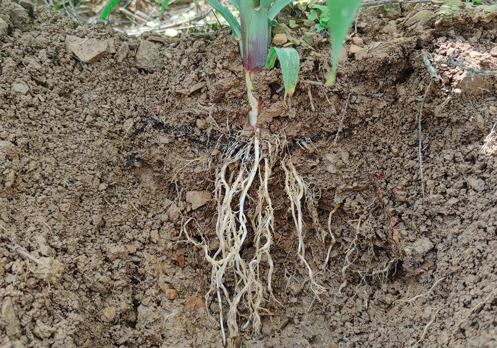 玉米施肥有講究！輕松高產(chǎn)這樣做！