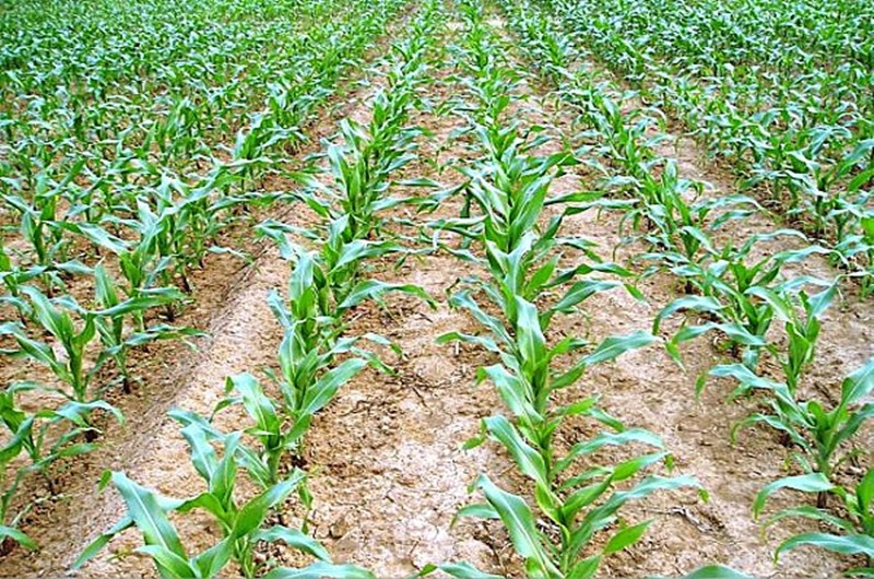 玉米這么施肥，簡單方便，營養(yǎng)全面，不愁玉米不高產(chǎn)！