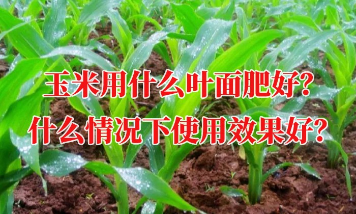 玉米用什么葉面肥好？什么情況下使用效果好？