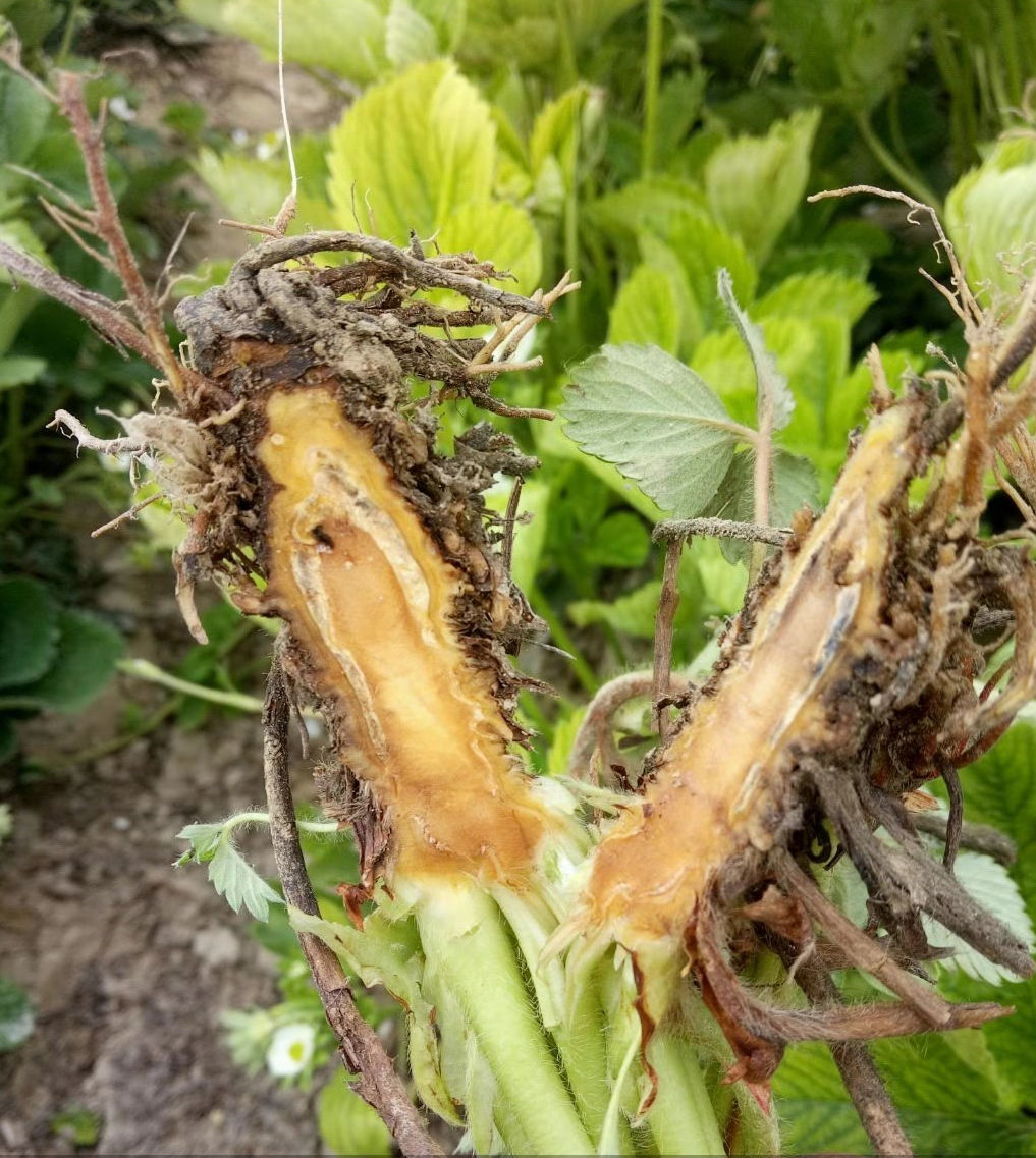 現(xiàn)在正是防治土傳病害的好時候，我們該拿什么來對付它？