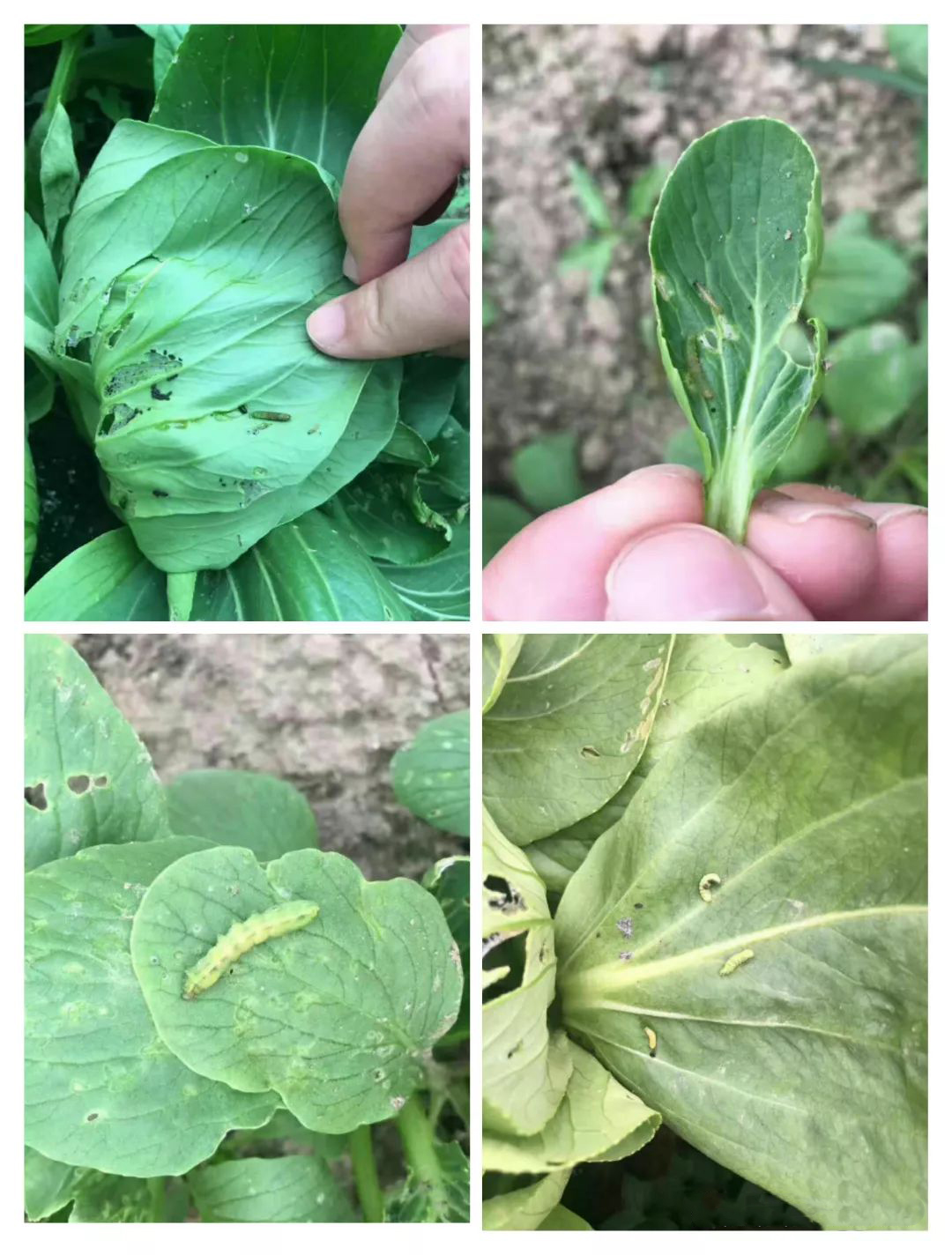 作物蟲害高發(fā)季，青龍鉆殺蟲，威力無(wú)窮