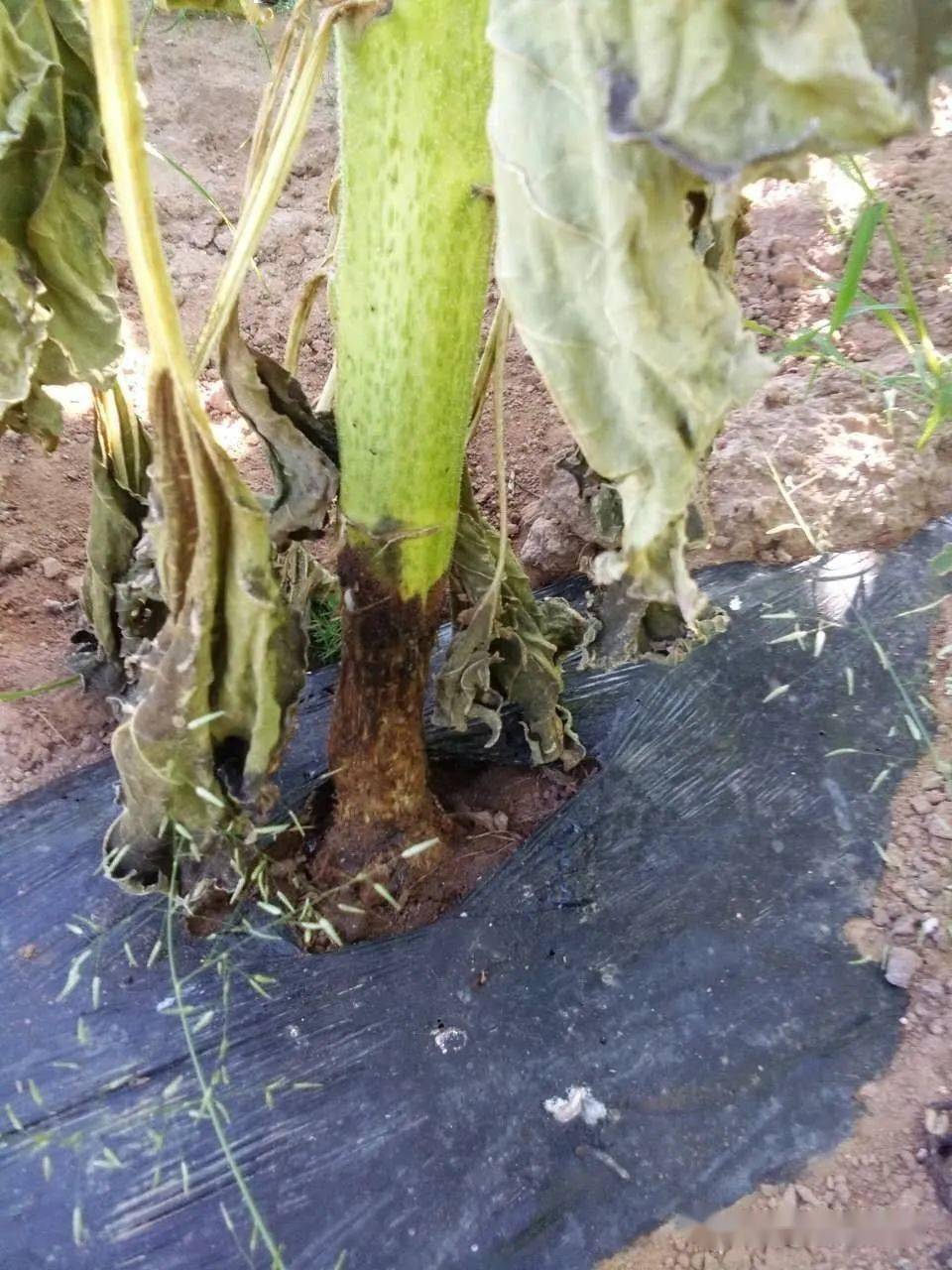 一篇文章告訴你土傳病害從哪兒來(lái)的？該如何避免發(fā)生呢？