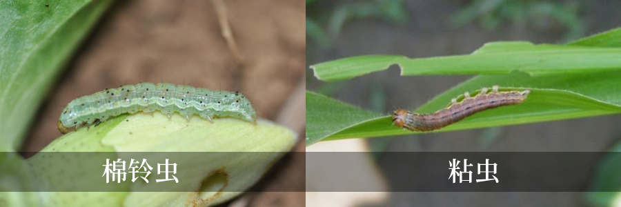 夜蛾科害蟲進(jìn)入夏季爆發(fā)期?。?！用啥藥好？