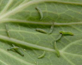 抗性青蟲終結(jié)者！菜青蟲、小菜蛾等抗性害蟲，蟲卵兼殺，殺蟲快準(zhǔn)狠