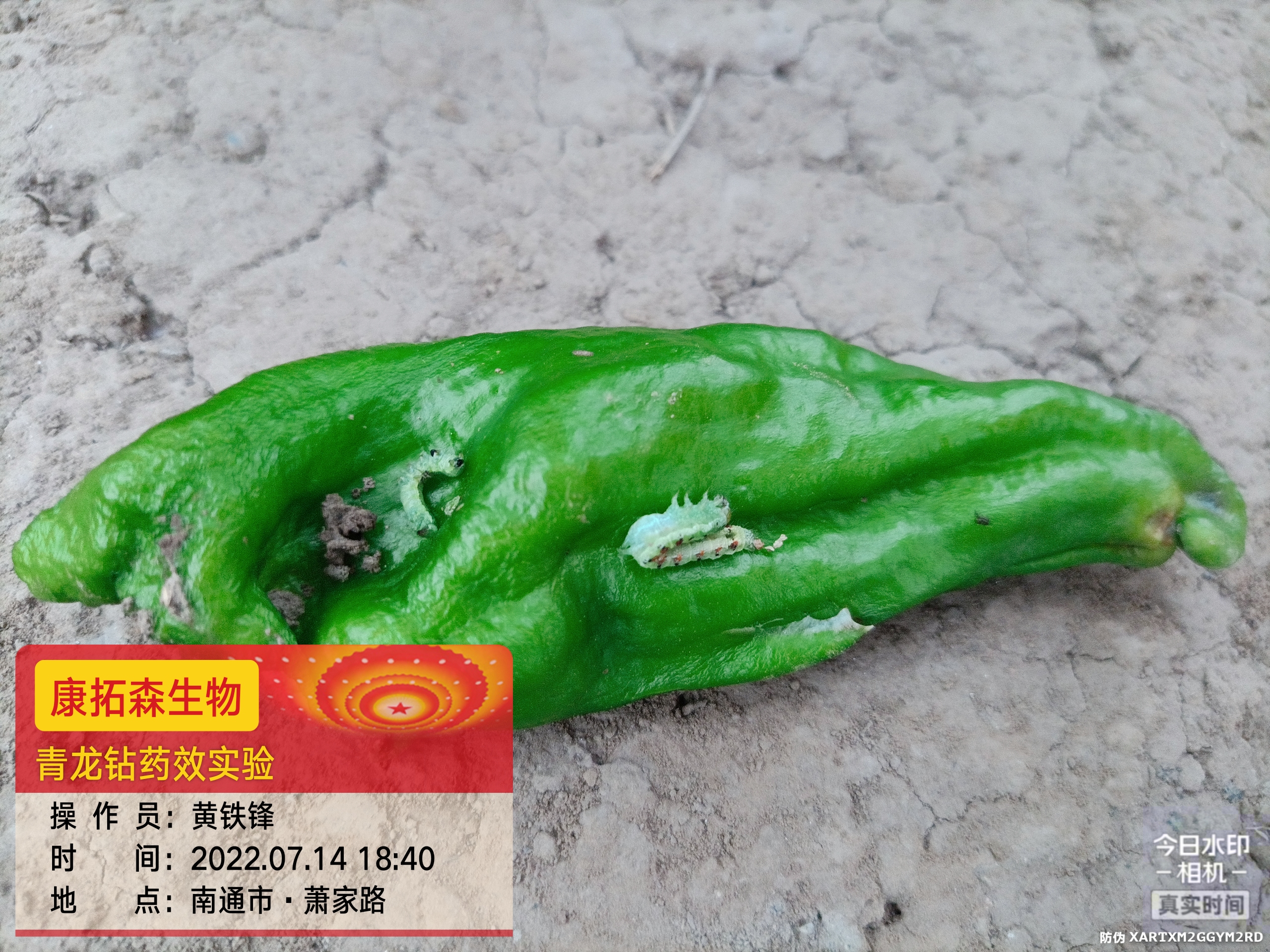 青蟲肆虐，辣椒減產(chǎn)！青龍鉆，來(lái)救場(chǎng)！