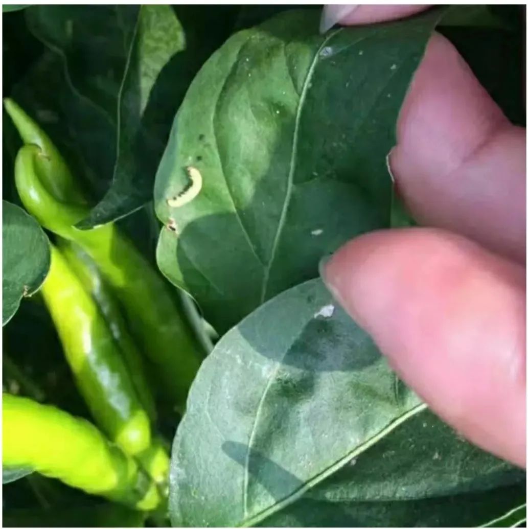 作物蟲害高發(fā)季，青龍鉆殺蟲，威力無(wú)窮！