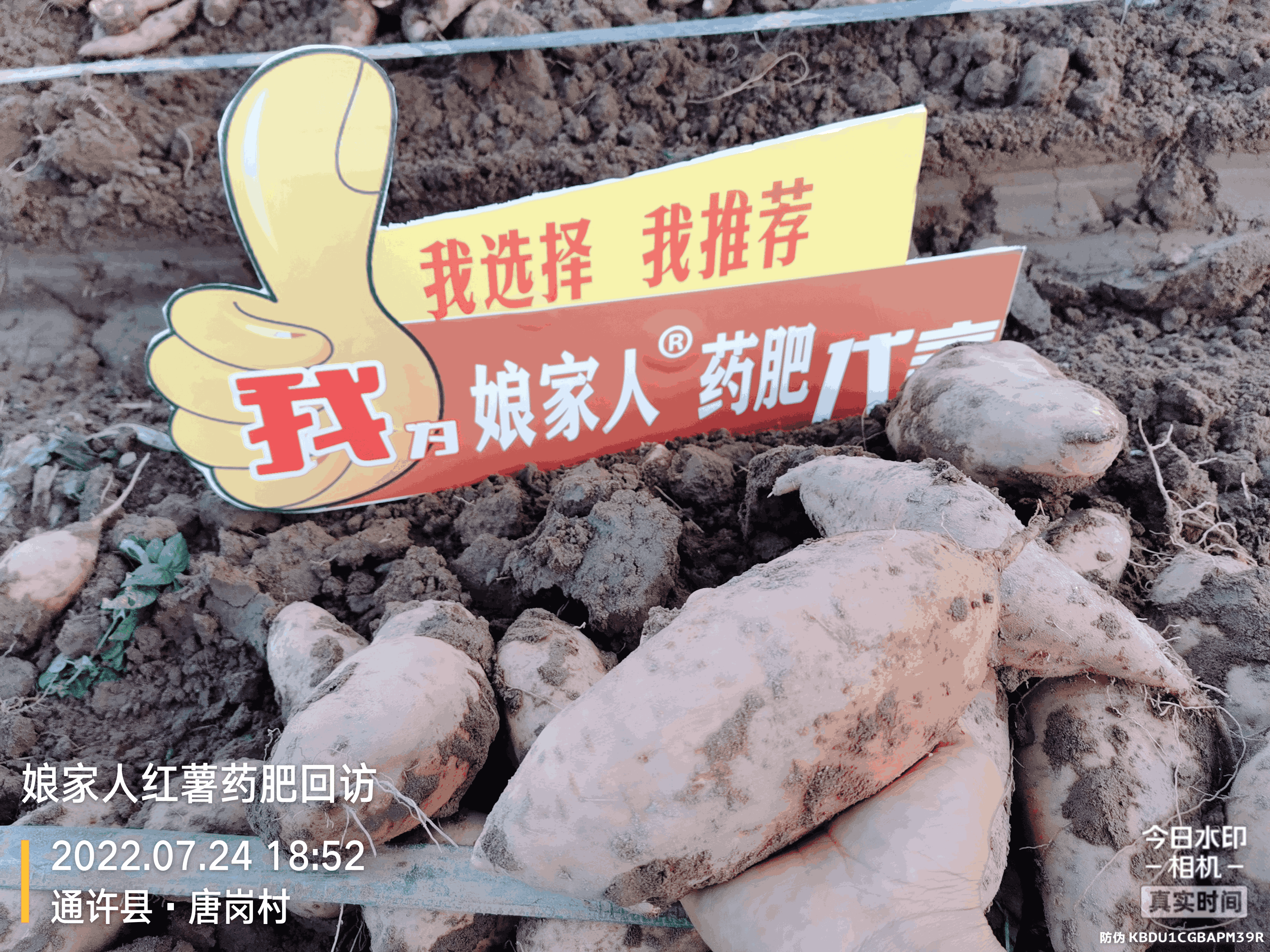 紅薯豐收，用了娘家人，“薯”你最棒！