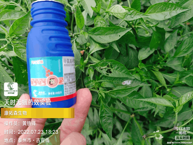 辣椒成為青蟲(chóng)的“自助餐”，還好有你，天時(shí)無(wú)蛾！