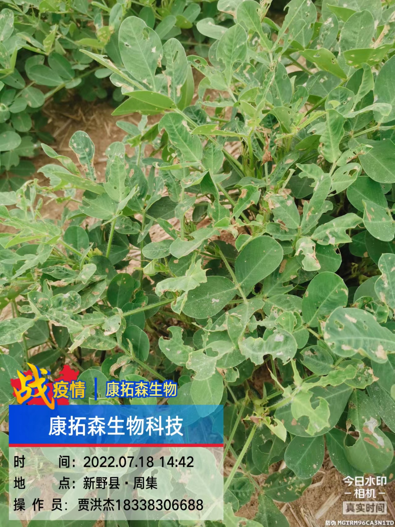 玉米、花生、大豆抗性青蟲該怎么打？