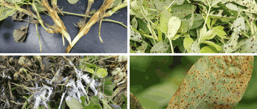 雨水過后，防治花生病害刻不容緩！