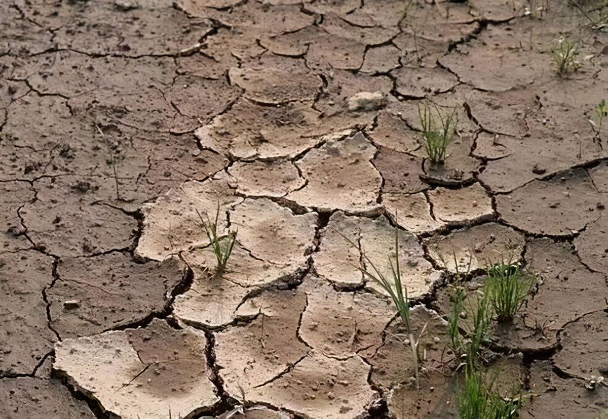 土壤板結(jié)怎么辦？別怕，有解決辦法！