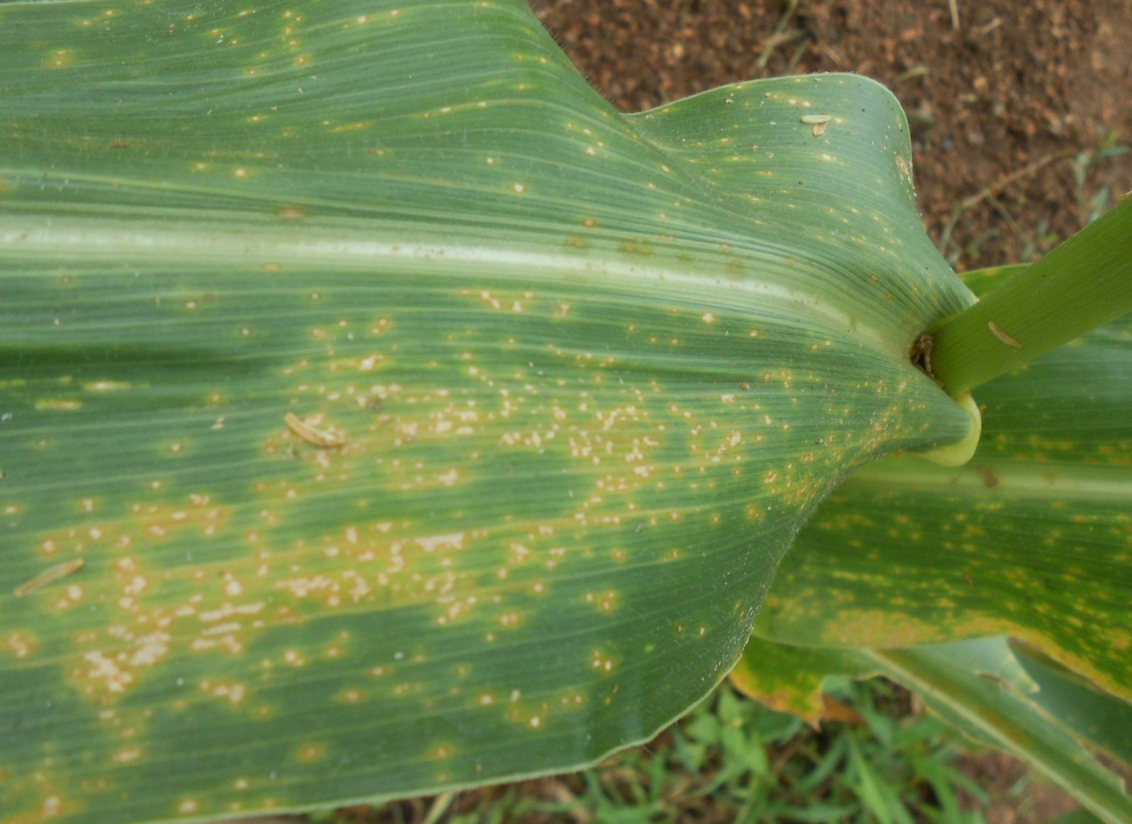 玉米到了中后期，病蟲害不省心！及時(shí)下藥，才能保住“糧袋子”！