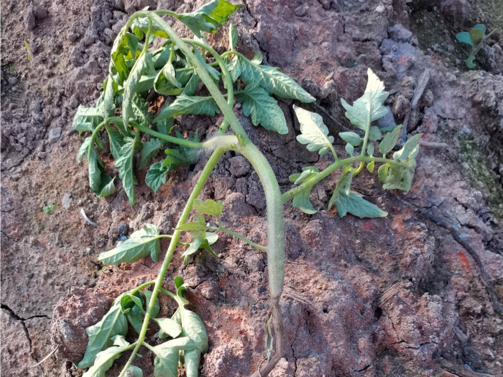 正視土傳病害，如何做到高效防治？