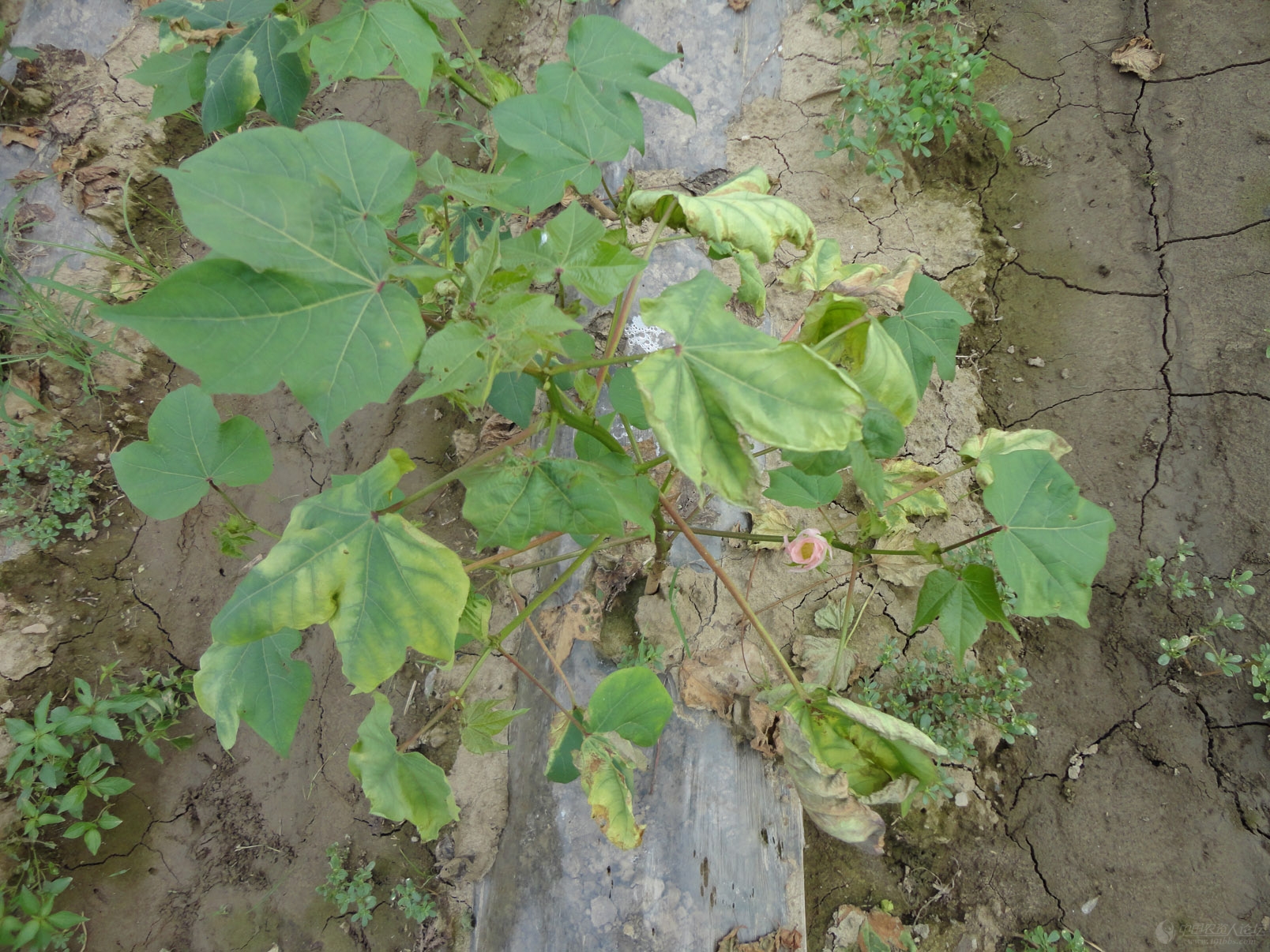 土傳、根部病害，如何有效防治？