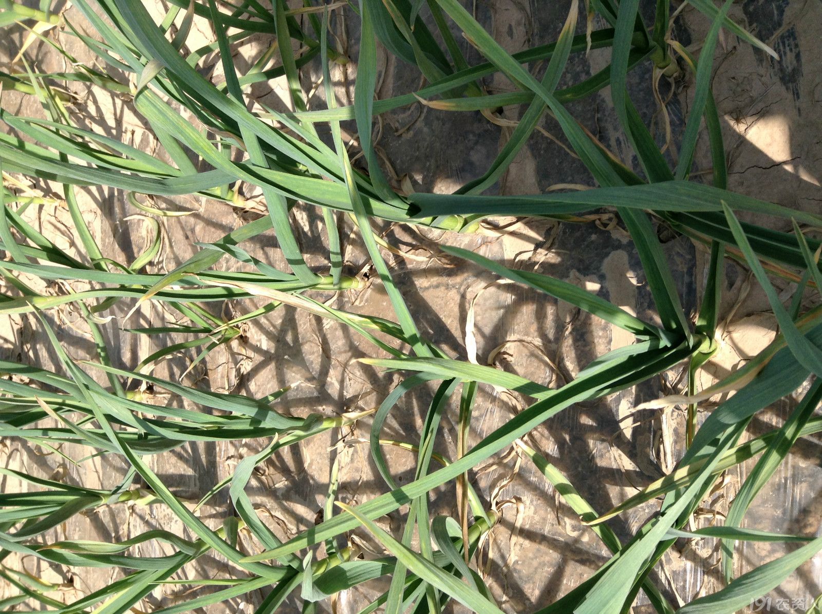 大蒜最佳底肥，提質(zhì)增產(chǎn)增口感，選肥很關(guān)鍵！